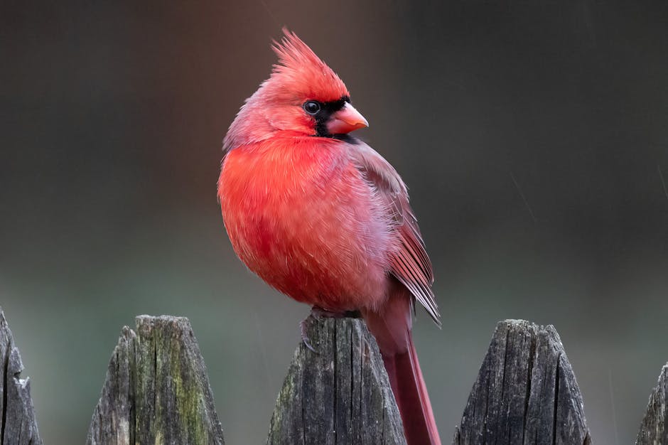 What the St. Louis Cardinals Are Hiding From Fans
