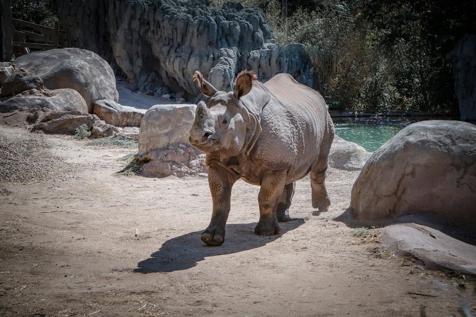 San Diego Zoo Ticket Prices, Hours & Ultimate Guide (2024)