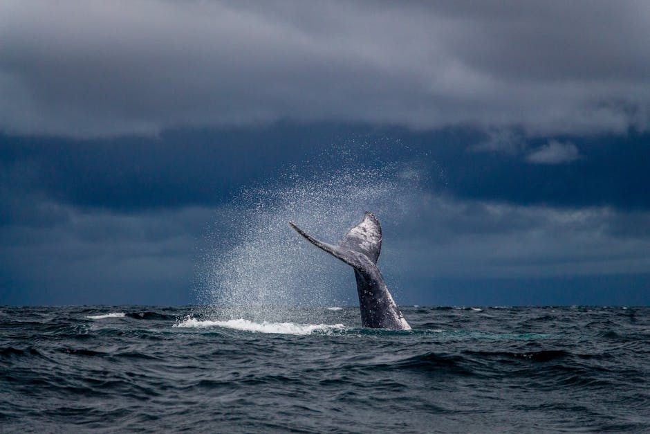 Everything You Need to Know About Whales: The Ocean’s Giants