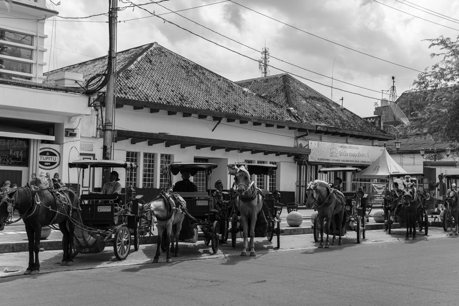 The Ultimate Guide to Horse-Drawn Carriage Rides: History, Tips, and Magic