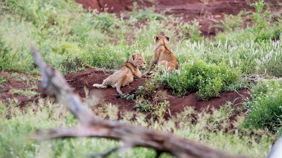 The Truth About Orphaned Wildlife: Why Rescue Isn’t Always the Answer