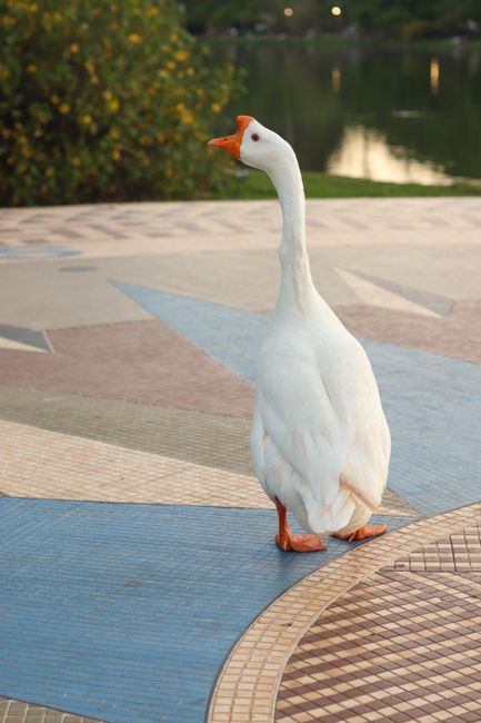 Goose Messaging App: The Ultimate Telegram Client Guide