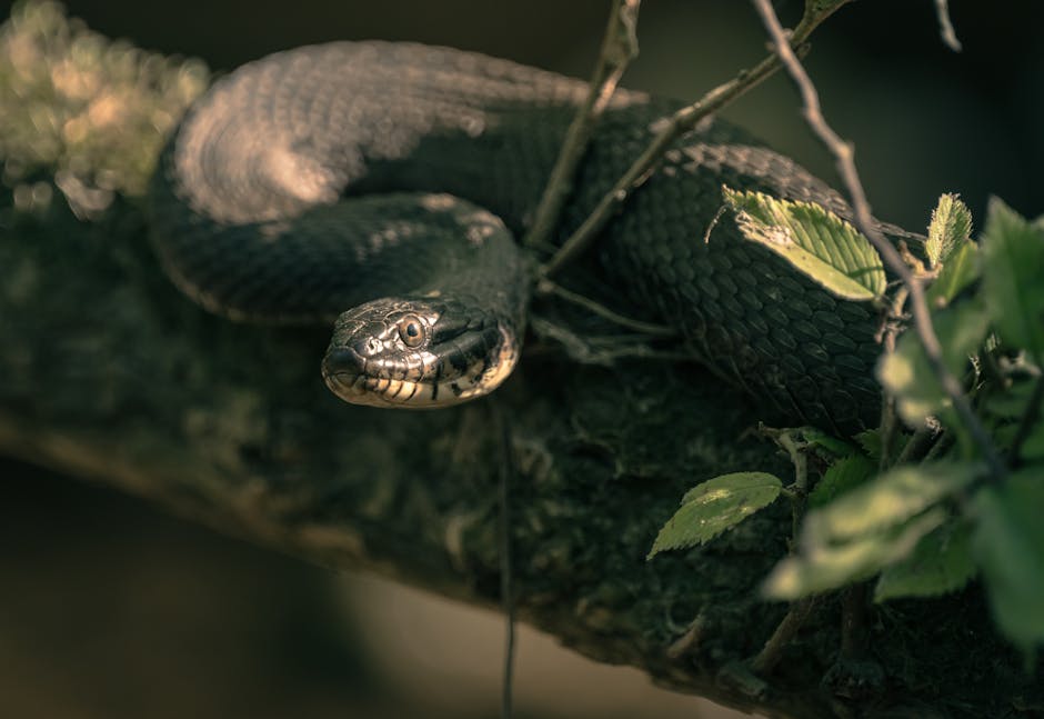 Herpetology 101: The Complete Beginner’s Guide to Herps
